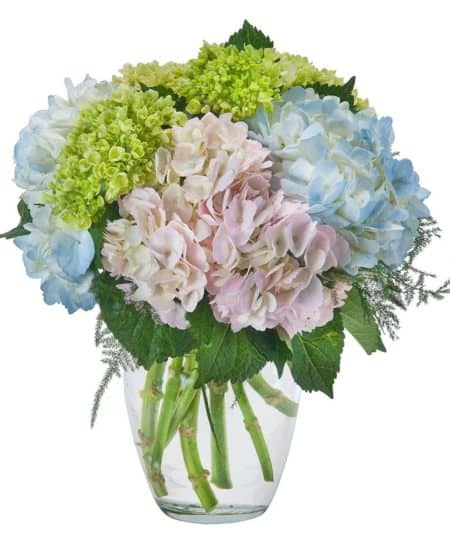 A clear vase filled with beautiful hydrangea.